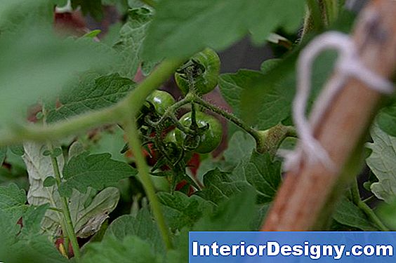 Was Zieht Die Tomatenpflanze An?
