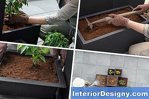 Garten Welche Pflanzen Können Neben Tomaten Und Gurken Auf Den Kopf