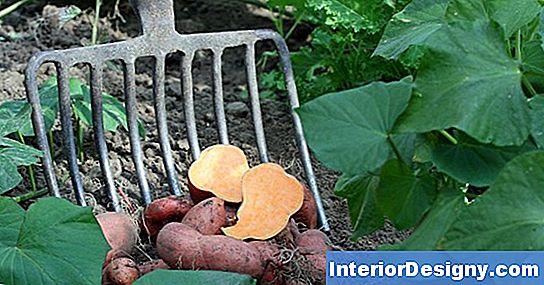 Wann Man Süßkartoffel Anpflanzt