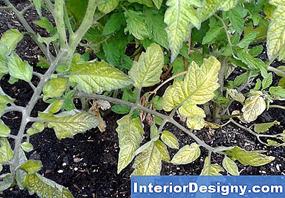 Wie Man Meinen Garten Von Insekten Auf Tomaten U