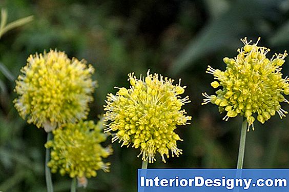 Garten Gelbe Blätter Auf Allium 2024
