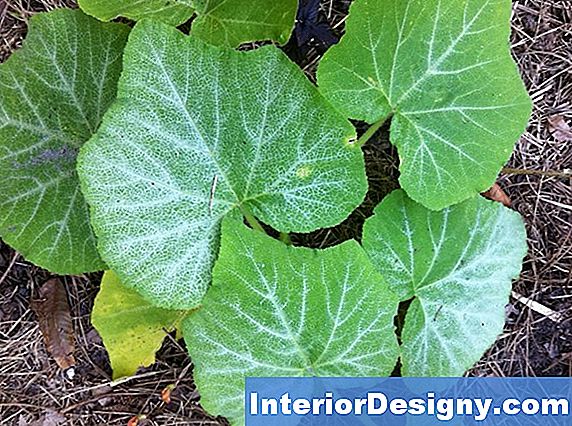 Zucchini Plant Fungus