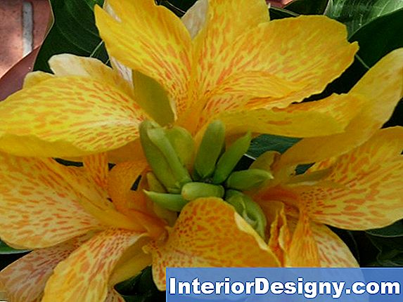Garten Die Beste Zeit, Canna Lilien Zu Verpflanzen 2024 Interior