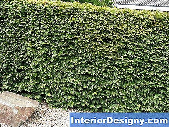 Garten Carpinus Betulus Heckenpflanzen 2024