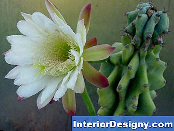 Cereus Peruvianus Monstrose Pflege