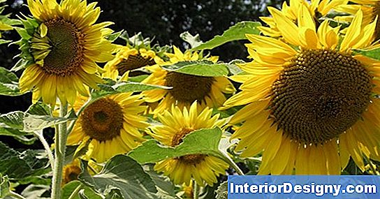 Garten Müssen Sie Jedes Jahr Sonnenblumen Neu Pflanzen? 2024