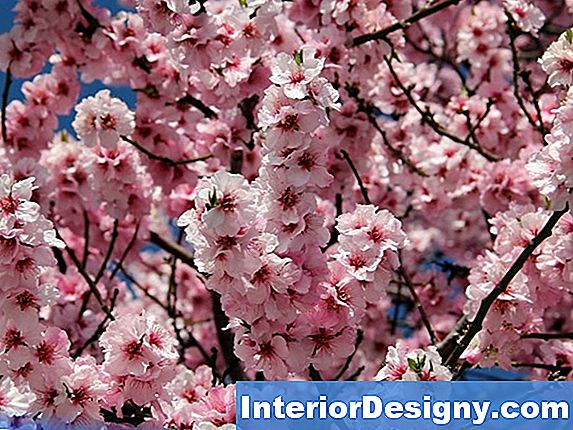 Garten Blühende Bäume Mit Dicken, Hellrosa Blüten 2024 Interior