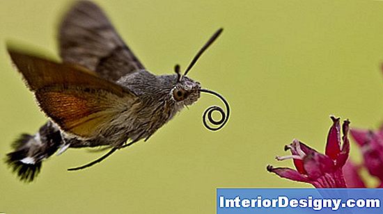 Fliegende Insekten Auf Sonnenblumen