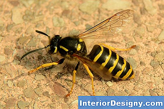 Wie Man Wespen Und Bienen Von Den Türeinträgen Abschirmt