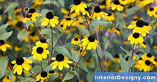 Wie Man Rudbeckia Indian Summer Samen Speichert