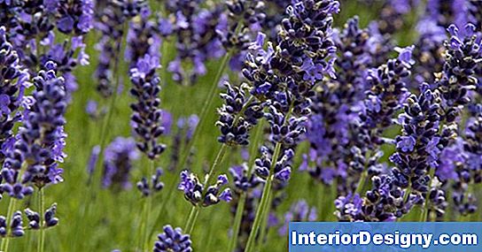 31+ Lavendel Mit Minze Pflanzen, Lavendel und minze zusammen pflanzen.