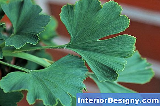 Garten Schmale Säulenförmige Immergrüne Bäume 2025 Interior