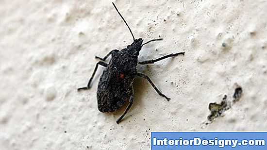 Garten Kleine Schwarze Wanzen Auf Meinen Seerosen 2024 Interior