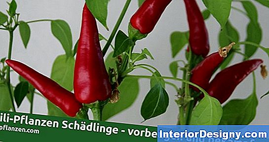 Garten Arten Von Peperoni Pflanzen 2024