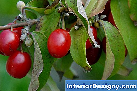 Garten Welche Pflanzen Können In Der Nähe Von Blueberry Bush Gepflanzt