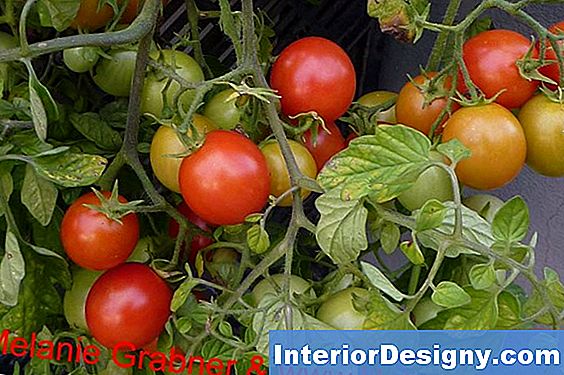 Welche Art Von Tomaten Wachsen Am Besten Im Herbst?