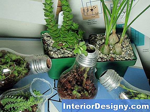 Wie Man Eine Pflanze In Einem Mini-Gewächshaus Aus Plastikfolie Gießt