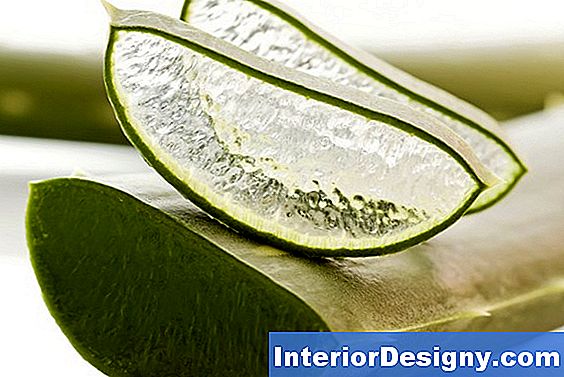 Garten: Können Sie Eine Aloe Vera Pflanze Draußen Pflanzen? - 2018 ... Garten: Können Sie Eine Aloe Vera Pflanze Draußen Pflanzen? - 2018 ...