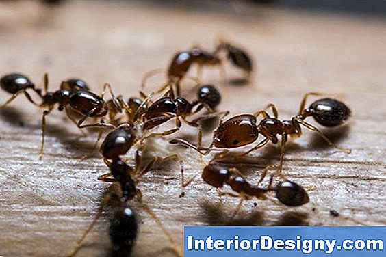 Hausgemachte Pestizide, Um Ameisen Loszuwerden