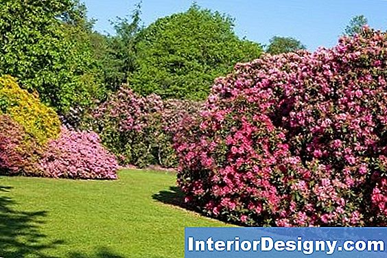 Garten Wie Weit Auseinander Zu Pflanzen Red Tip Pflanzen Und Wie Für