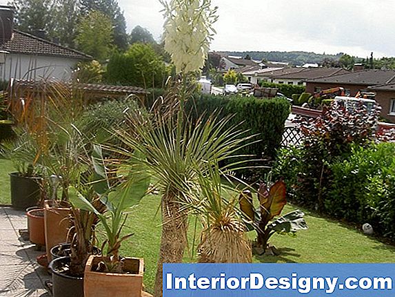 Garten Wie Man Eine Yucca Nach Der Blüte Beschneidet 2024 Interior