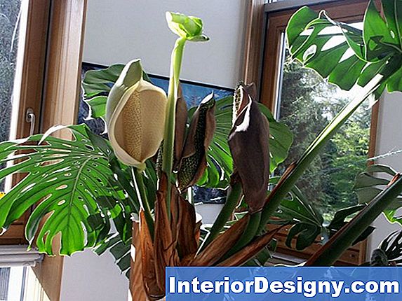 Wie Man Einen Philodendron Tötet