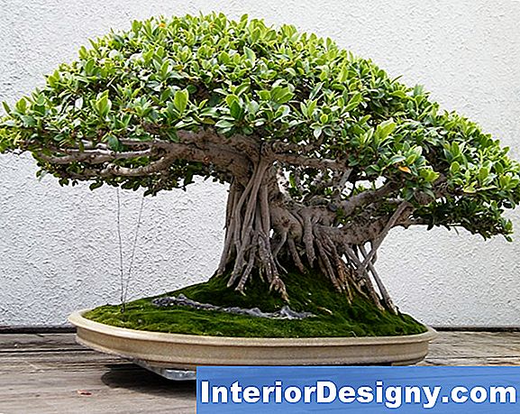 Indoor Ficus Baum Pflanzenpflege