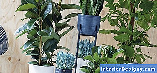 Garten Zimmerpflanzen, Die Sauerstoff Produzieren 2024 Interior