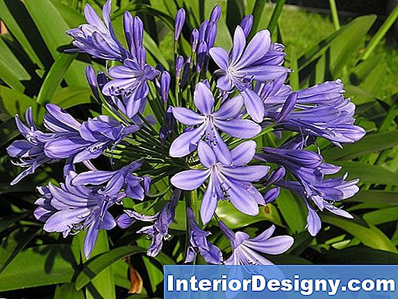 Agapanthus Juurviljaga