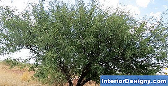 Velvet Mesquite'I Eriline Hooldus