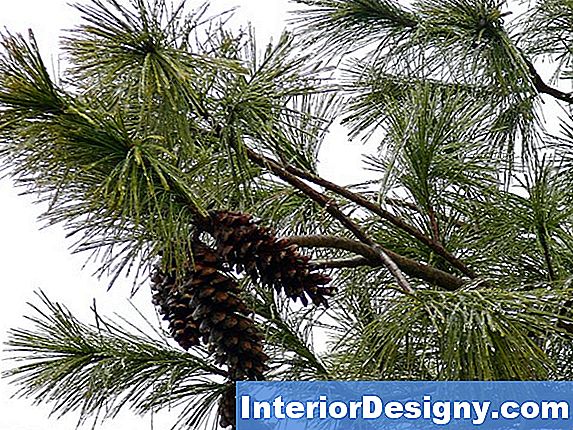 Valge Pine Tree Aastaringid
