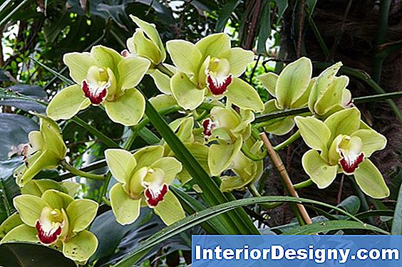 Kuidas Dendrobium Orchid'I Siirdada