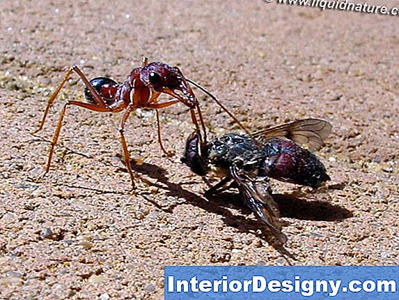 Ant Killer Muru Jaoks