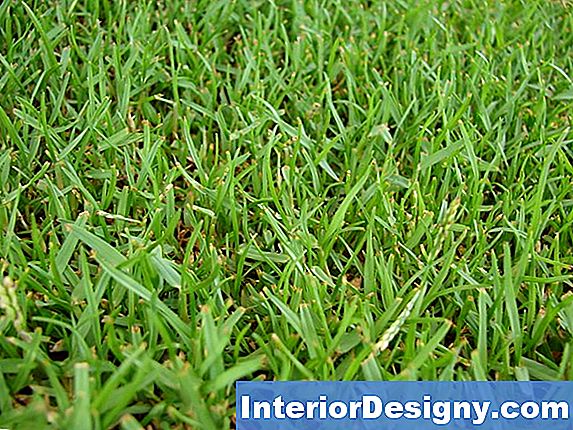 Zoysia Grass & Crabgrass Vahe