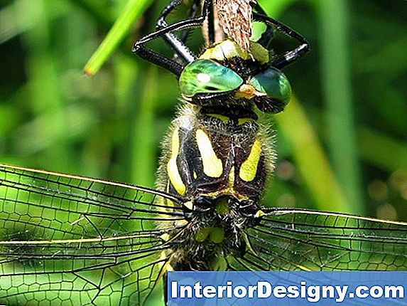 Kas Seal On Putukate Või Haigus, Mis Mõjutab Basiilikuga Taimi?