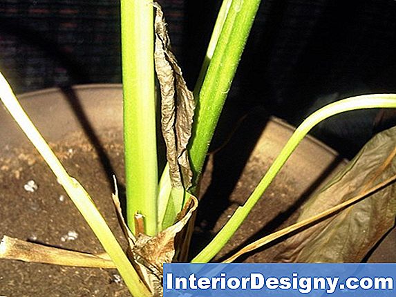 Peace Lily Damage Repair