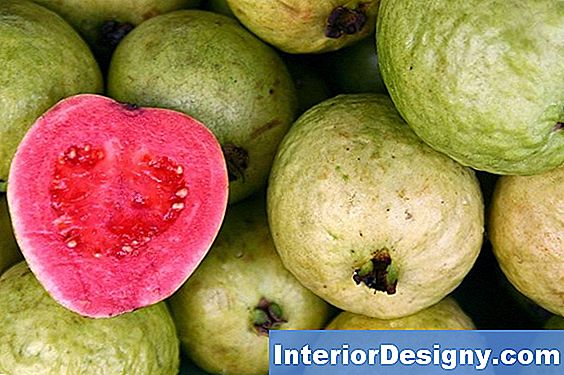 Guava Puuvilja Kahjuritõrje