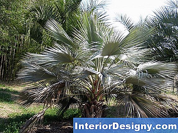 Pygmy Palm Puu Hooldamise Temperatuurid