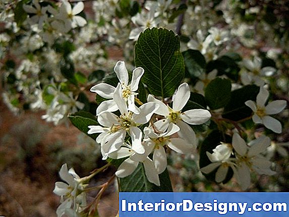 Serviceberry Puu Faktid