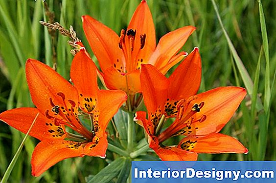 Tiger Lilies Sortid