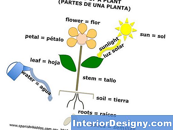 Pansy Plant Characteristics
