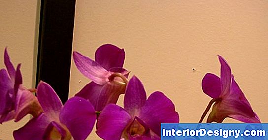 Couleurs De L'Orchidée Dendrobium