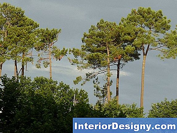 Problèmes De Pinus Eldarica