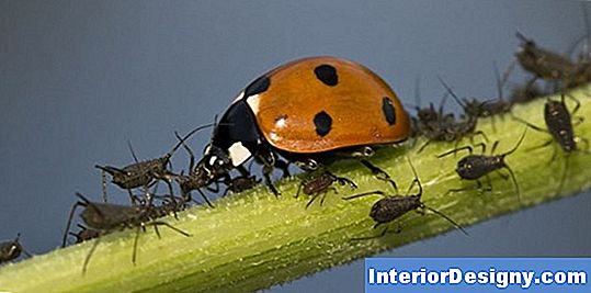 Comment Se Débarrasser Des Pucerons Sur Les Arbres