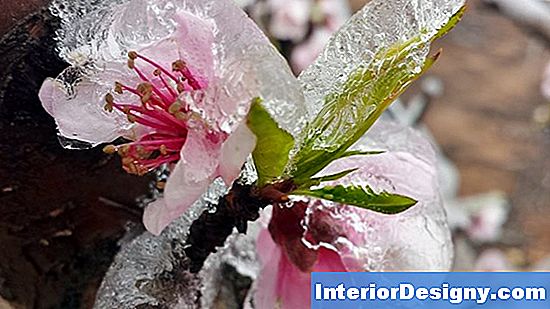 Effetto Frost Sulle Peonie