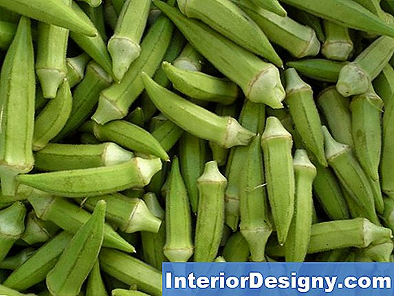 Come Far Crescere Okra Aeroponic