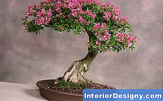 Come Far Crescere Un Bonsai Gardenia