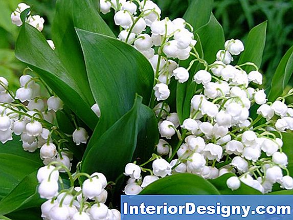 Come Piantare Lily Of The Valley Da Seedlings