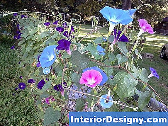 Come Iniziare Morning Glory Seeds Indoor
