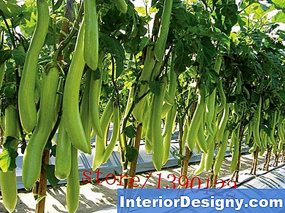 The Plant Spacing For Eggplant